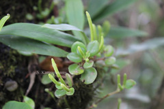 Peperomia tetraphylla